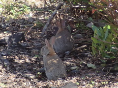 Oryctolagus cuniculus