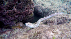 Myrichthys breviceps