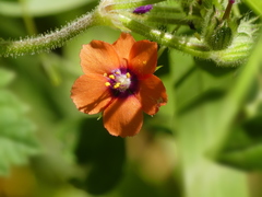 Lysimachia arvensis image