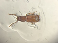 Cryptolestes ferrugineus