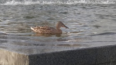 Anas platyrhynchos