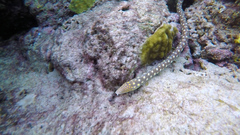 Myrichthys breviceps