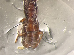 Cryptolestes ferrugineus
