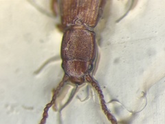 Cryptolestes ferrugineus