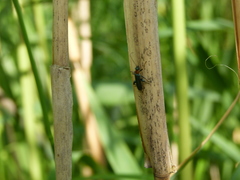 Oedemera croceicollis