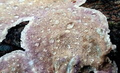 Skeletocutis lilacina