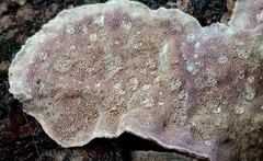 Skeletocutis lilacina