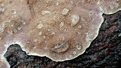 Skeletocutis lilacina