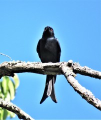 Dicrurus adsimilis adsimilis