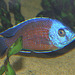 Nkhomo-benga Peacock Cichlid - Photo (c) Dick Culbert, some rights reserved (CC BY)