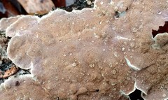 Skeletocutis lilacina