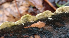 Skeletocutis lilacina