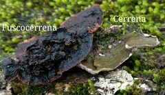 Dentocorticium portoricense