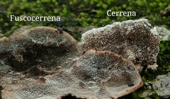 Dentocorticium portoricense