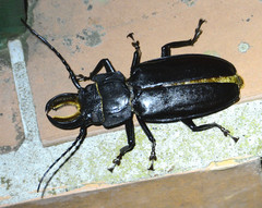 Mallodon chevrolatii