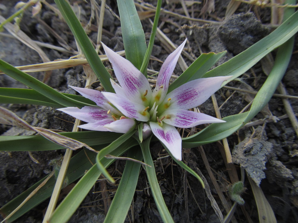 Colchicum roseum, Ngamiland South District, Botswana