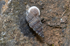 Obscurella bicostulata