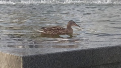 Anas platyrhynchos