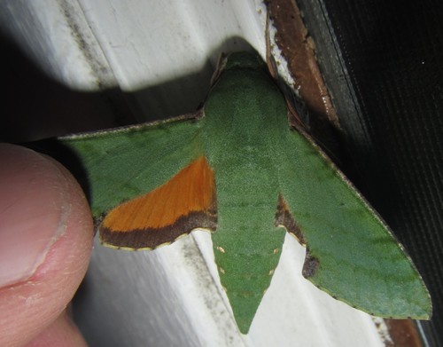 Photo of Small Verdant Hawkmoth (Basiothia medea)