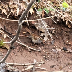 Zonotrichia albicollis