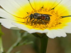 Dioxys cinctus