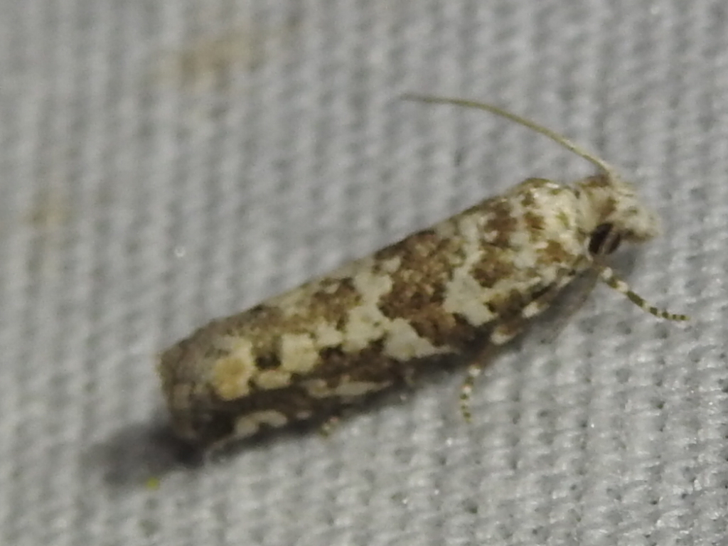 Robinson's Eucosma Moth