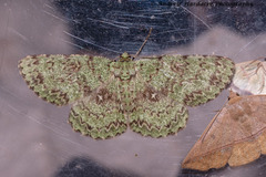 Ophthalmitis herbidaria