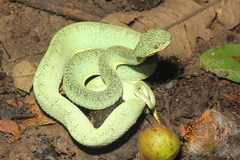 Bothrops bilineatus