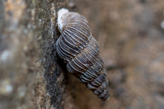 Obscurella bicostulata