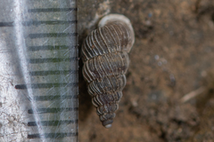 Obscurella bicostulata