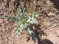 Cirsium rhaphilepis