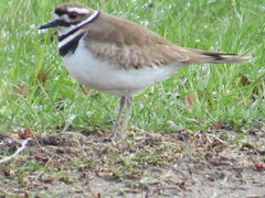 Charadrius vociferus