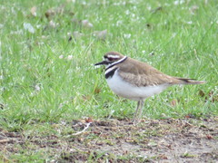 Charadrius vociferus