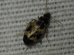 Tetragonoderus fasciatus