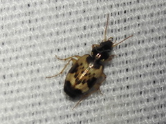 Tetragonoderus fasciatus