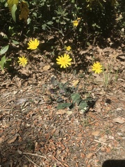 Hieracium maculatum