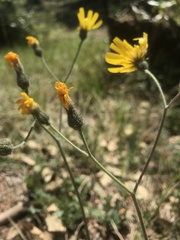 Hieracium maculatum
