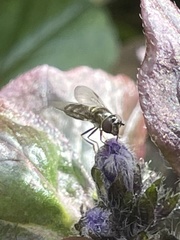 Meliscaeva auricollis