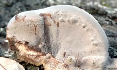 Bjerkandera fumosa