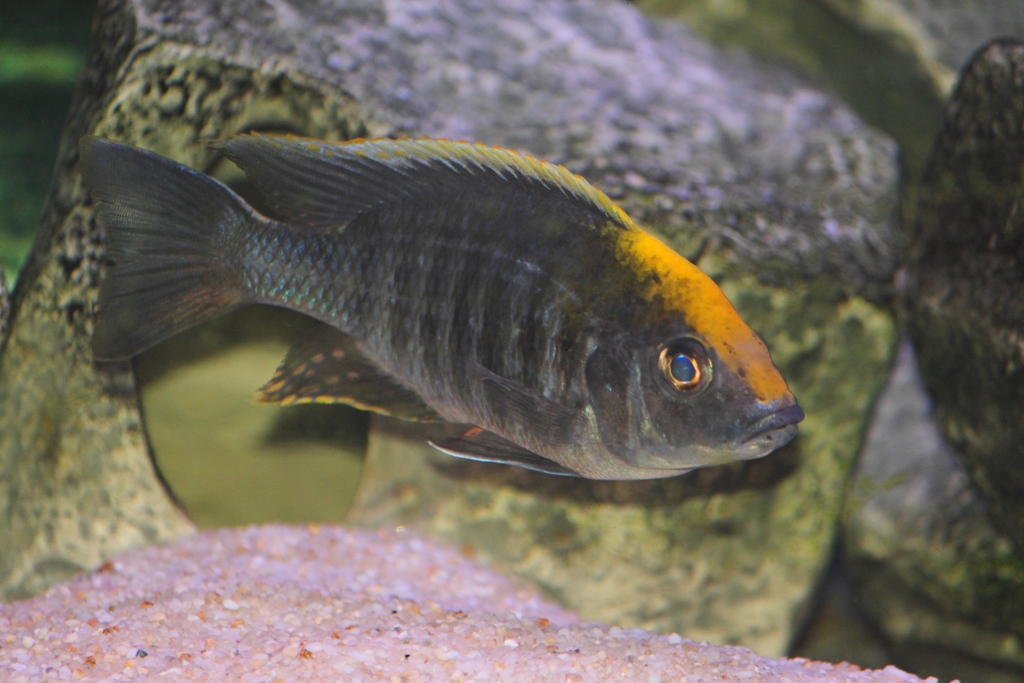 Paon à tête de soufre (sulphurhead) (Aulonocara maylandi)