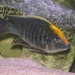 Sulfurhead Peacock Cichlid - Photo (c) Maha Dinesh, some rights reserved (CC BY-SA)