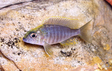 Paon à tête de soufre (sulphurhead) (Aulonocara maylandi)