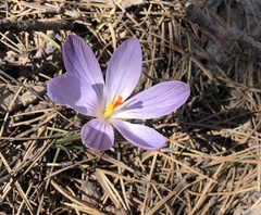 Crocus corsicus