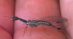 Raphidiidae