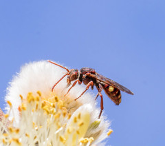 Nomada gracilis