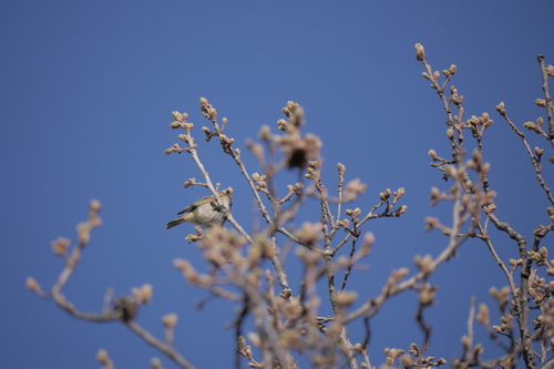 kolibiarik (Phylloscopus)