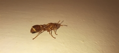 Ropalidia marginata