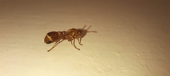 Ropalidia marginata