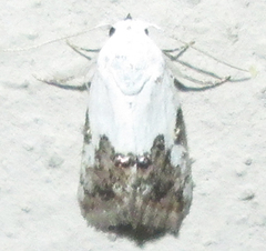 Acontia