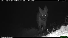Hyaena hyaena
